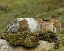 Snow Bunting