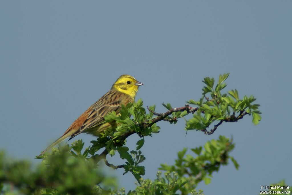 Bruant jaune mâle adulte, identification