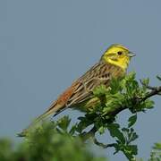 Yellowhammer