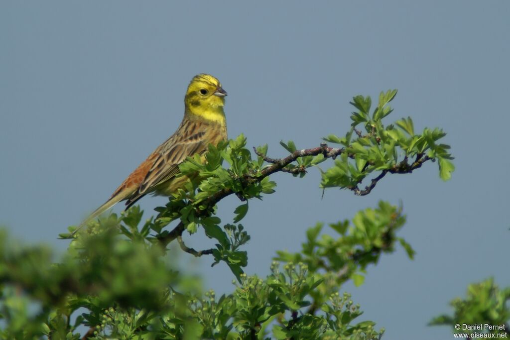 Yellowhammer male adult, identification