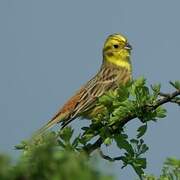 Yellowhammer