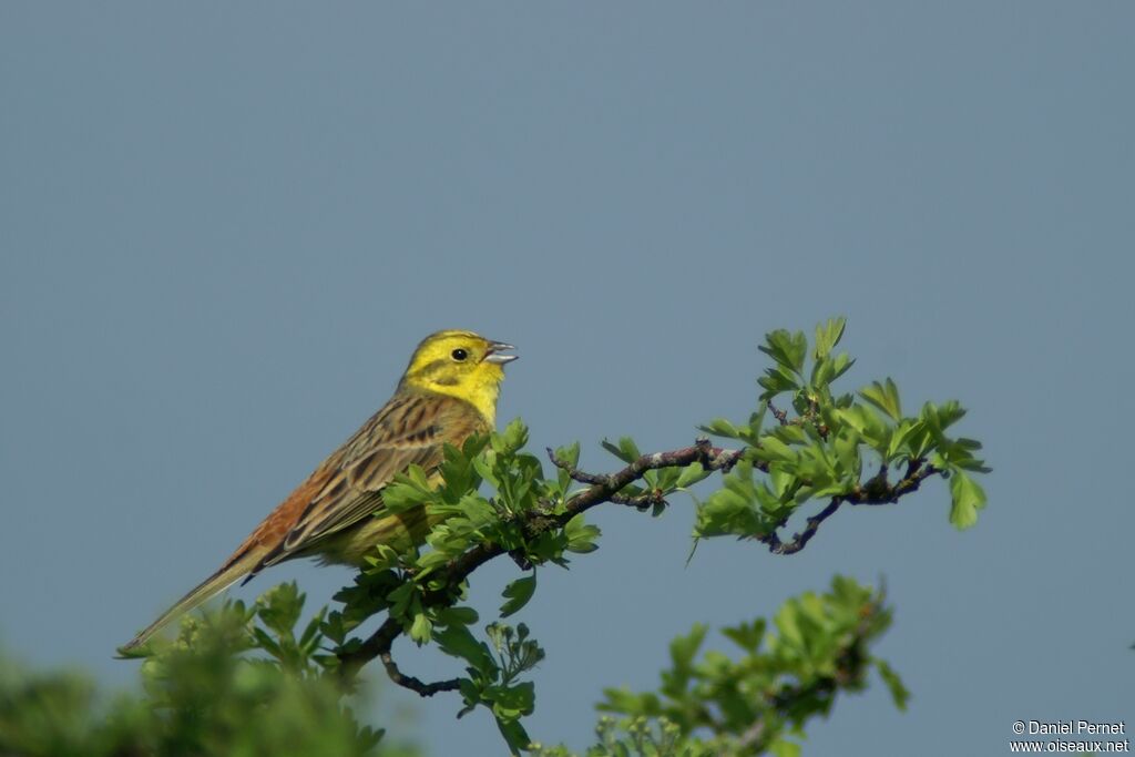 Bruant jaune mâle adulte, identification