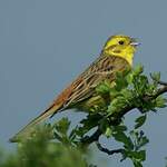 Bruant jaune