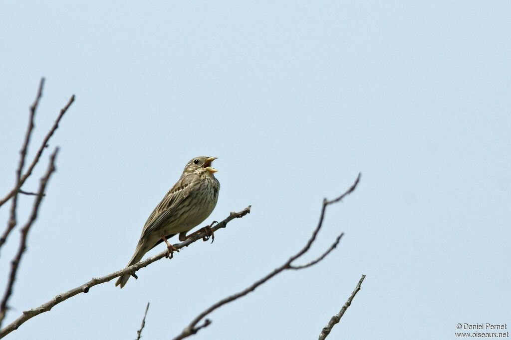 Bruant proyer mâle adulte, identification