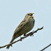 Corn Bunting