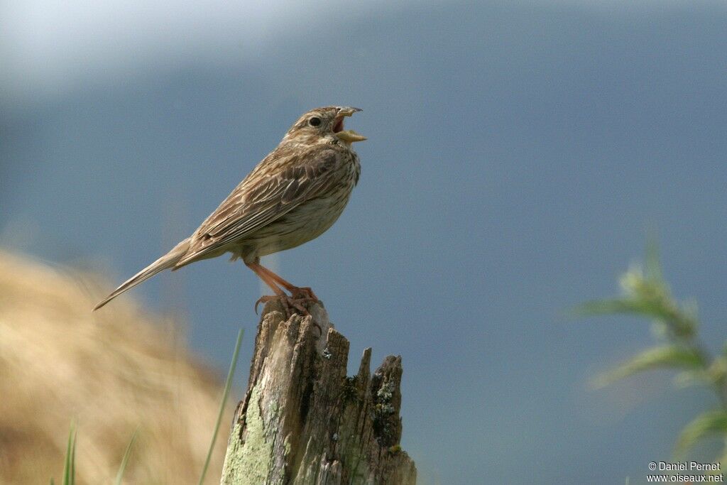 Bruant proyer mâle adulte, identification