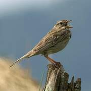 Corn Bunting