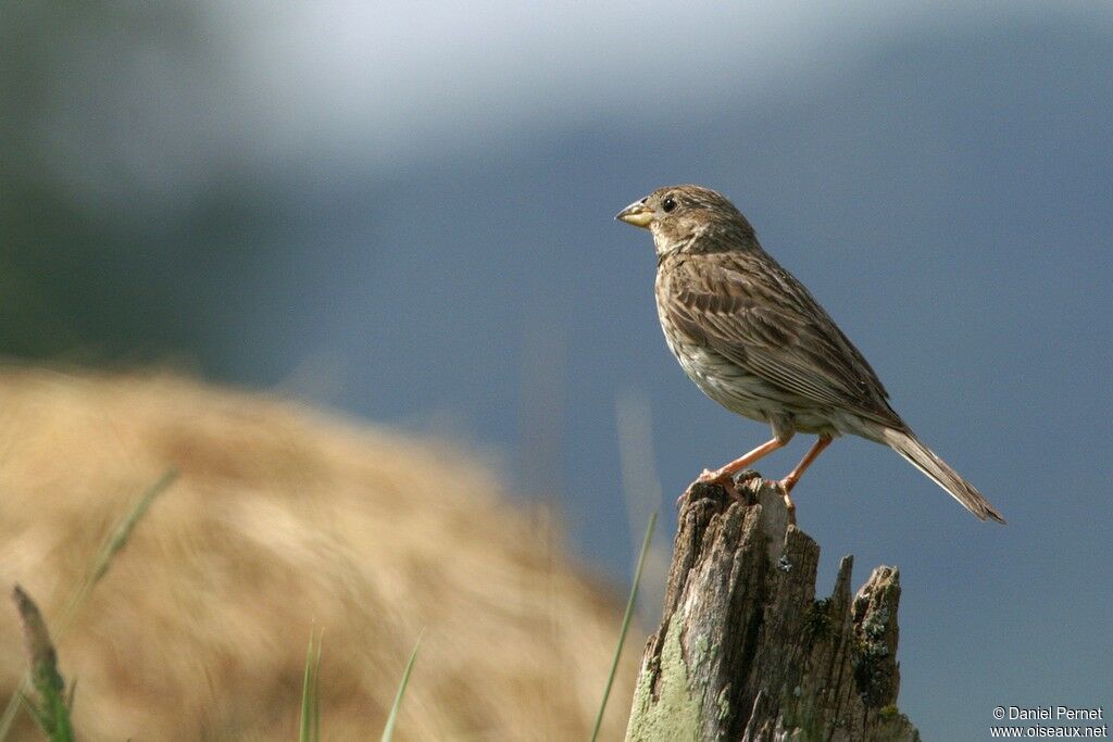 Bruant proyer mâle adulte, identification