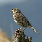 Corn Bunting