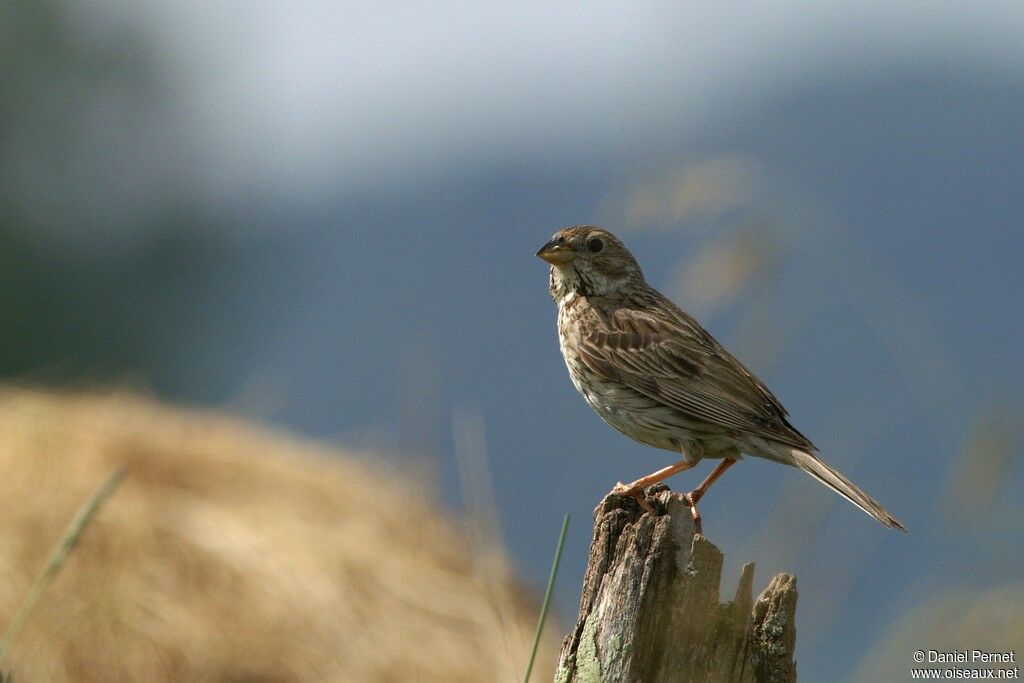 Bruant proyer mâle adulte, identification