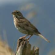 Corn Bunting