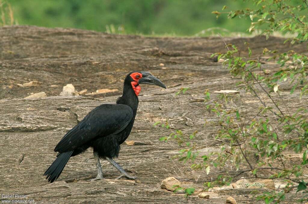 Southern Ground Hornbill male adult, identification