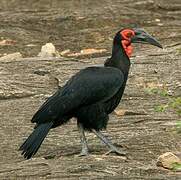 Southern Ground Hornbill