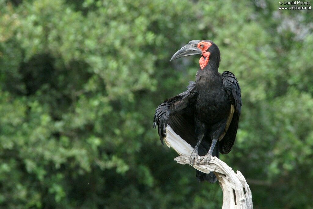 Bucorve du Sudadulte, identification