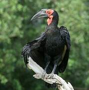 Southern Ground Hornbill