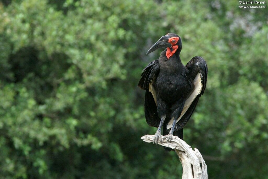 Bucorve du Sudadulte, identification