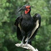 Southern Ground Hornbill