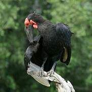 Southern Ground Hornbill