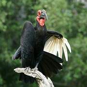 Southern Ground Hornbill