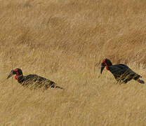 Southern Ground Hornbill