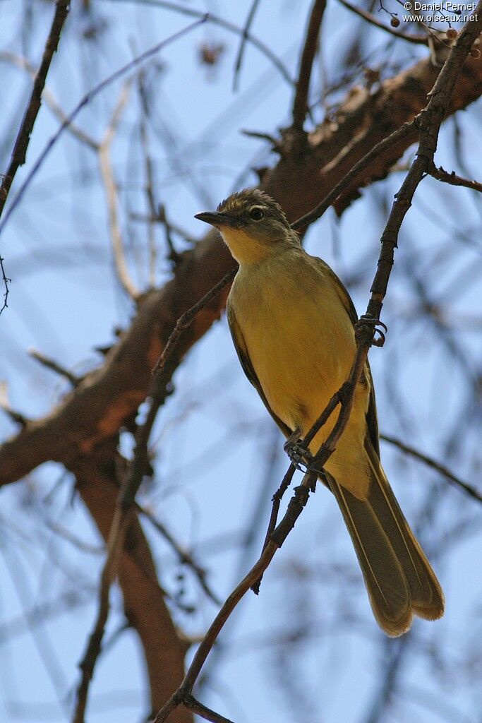 Yellow-bellied Greenbuladult