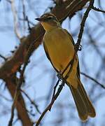 Yellow-bellied Greenbul