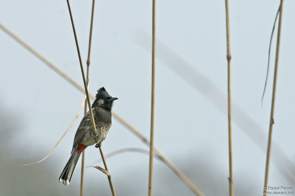 Bulbul à ventre rougeadulte, identification