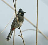 Bulbul à ventre rouge