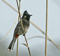 Red-vented Bulbul