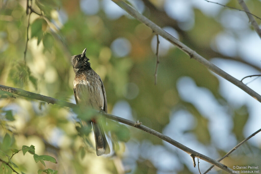 Red-vented Bulbuladult, habitat