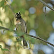 Bulbul à ventre rouge