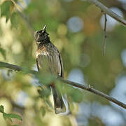 Red-vented Bulbul