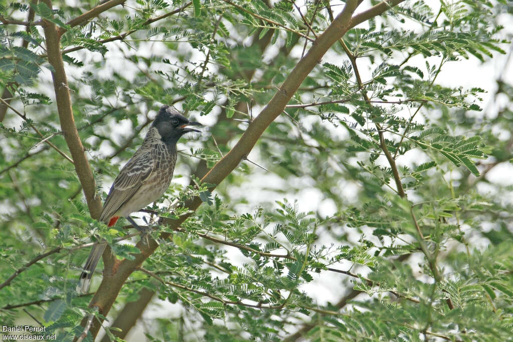 Bulbul à ventre rougeadulte, habitat