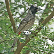 Bulbul à ventre rouge