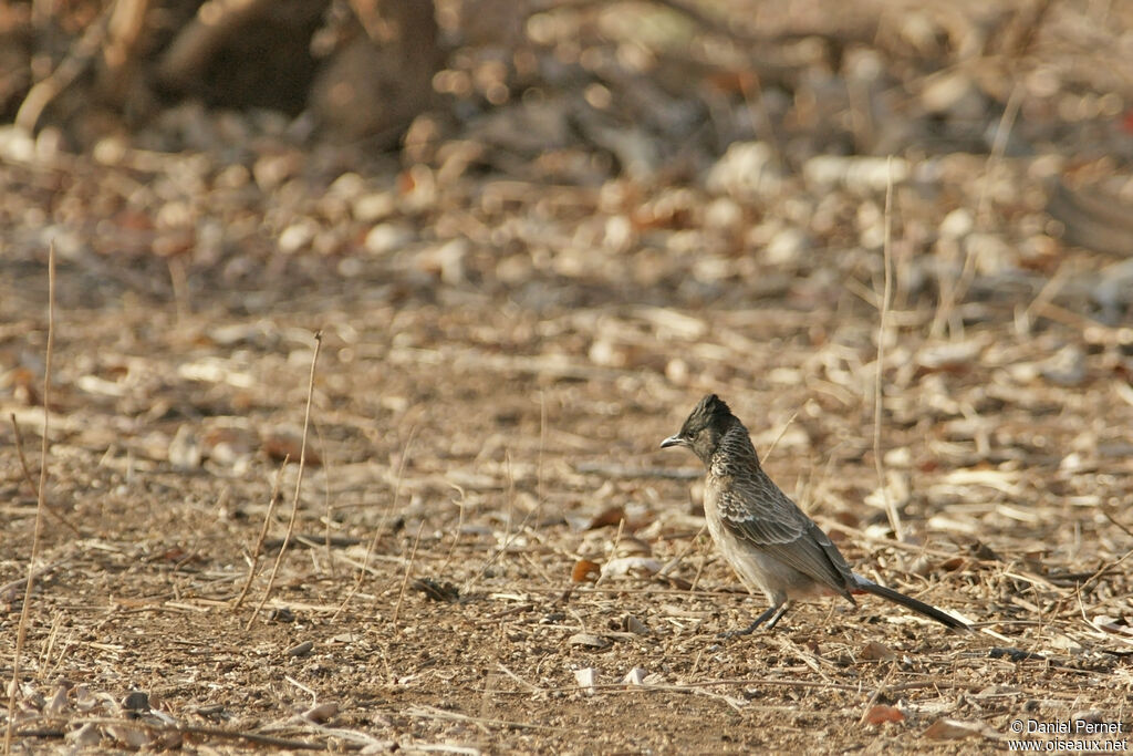 Red-vented Bulbul female adult, walking