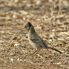 Bulbul à ventre rouge