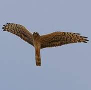 Montagu's Harrier