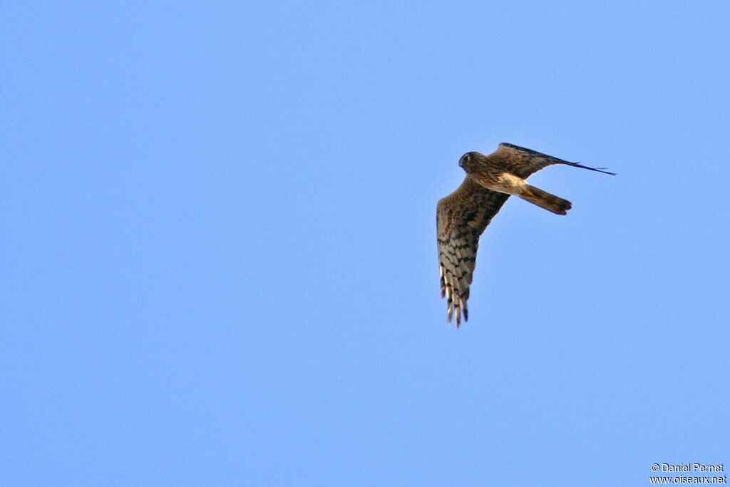 Montagu's Harrier female, Flight