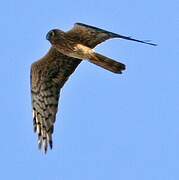 Montagu's Harrier