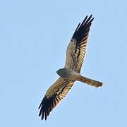 Montagu's Harrier