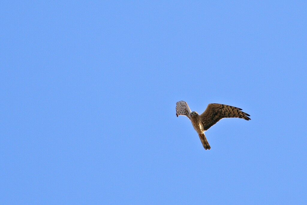 Montagu's Harrier