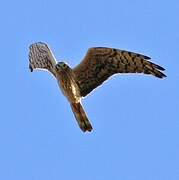 Montagu's Harrier