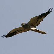 Montagu's Harrier