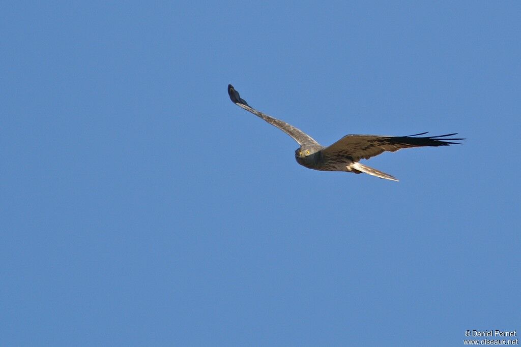 Montagu's Harrier male, Flight