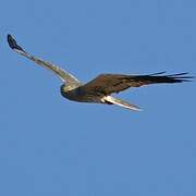 Montagu's Harrier