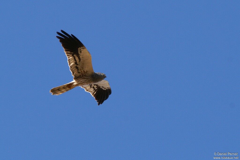 Montagu's Harrier male, Flight