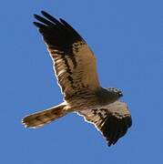 Montagu's Harrier