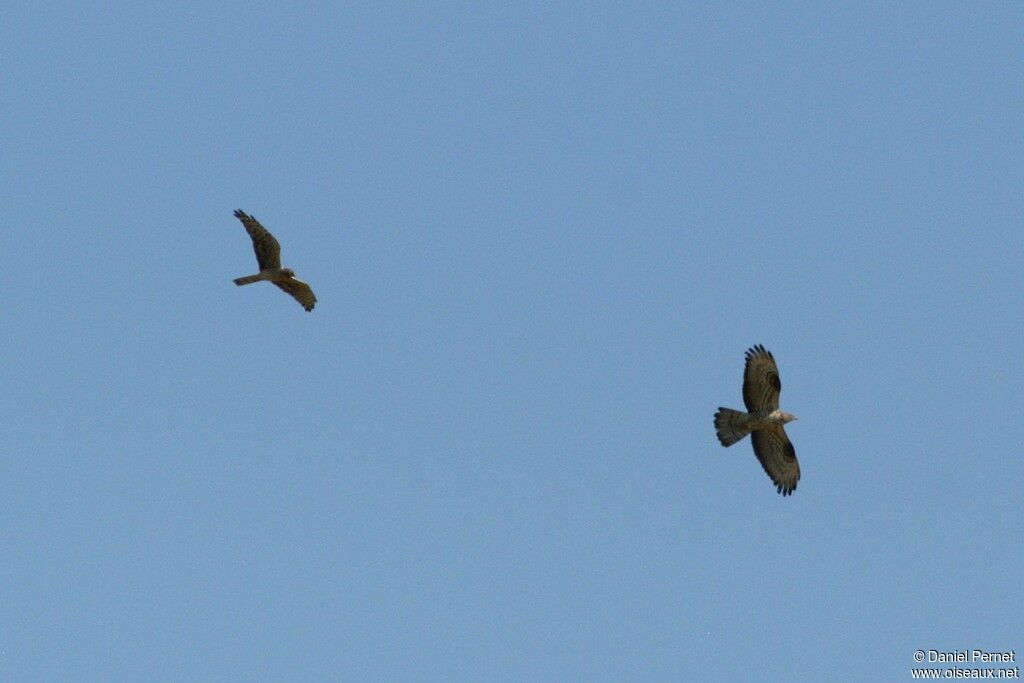 Montagu's Harrier female, identification, Behaviour