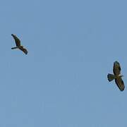 Montagu's Harrier