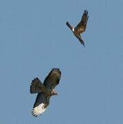 Montagu's Harrier